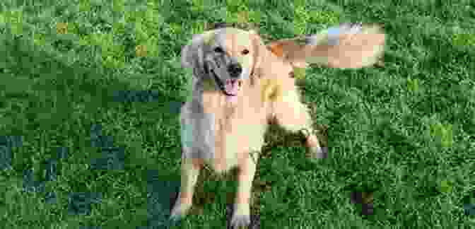 A Golden Retriever Wagging Its Tail Happily Why Dogs Have Tails Kate Wiltshire