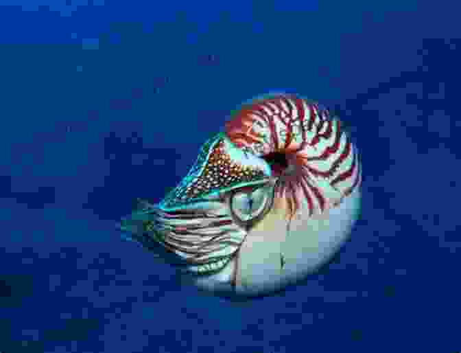 A Nautilus, A Living Testament To The Ancient History Of Cephalopods Advances In Cephalopod Science: Biology Ecology Cultivation And Fisheries (Advances In Marine Biology 67)