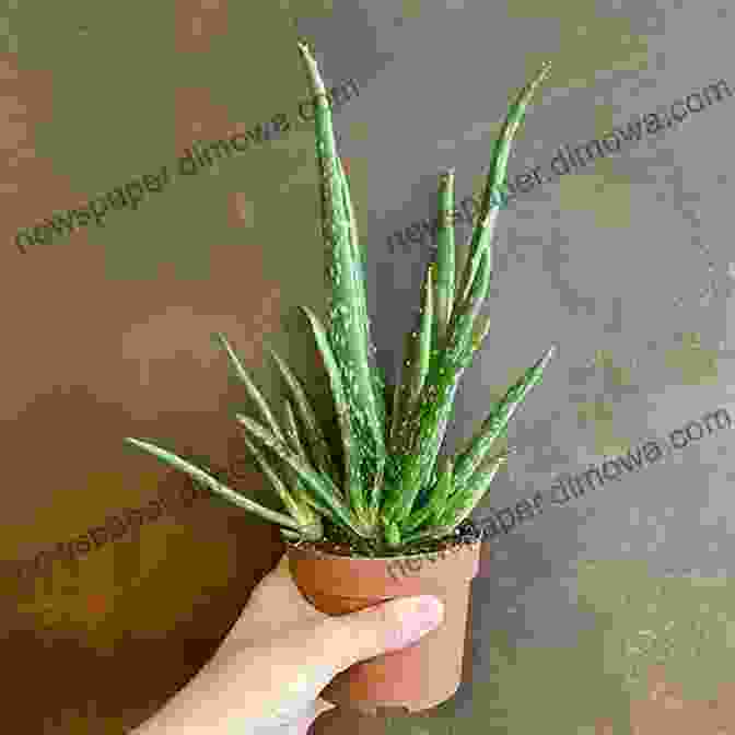 Aloe Vera Growing In A Pot Growing Aloe Vera: Care And Proper Identification