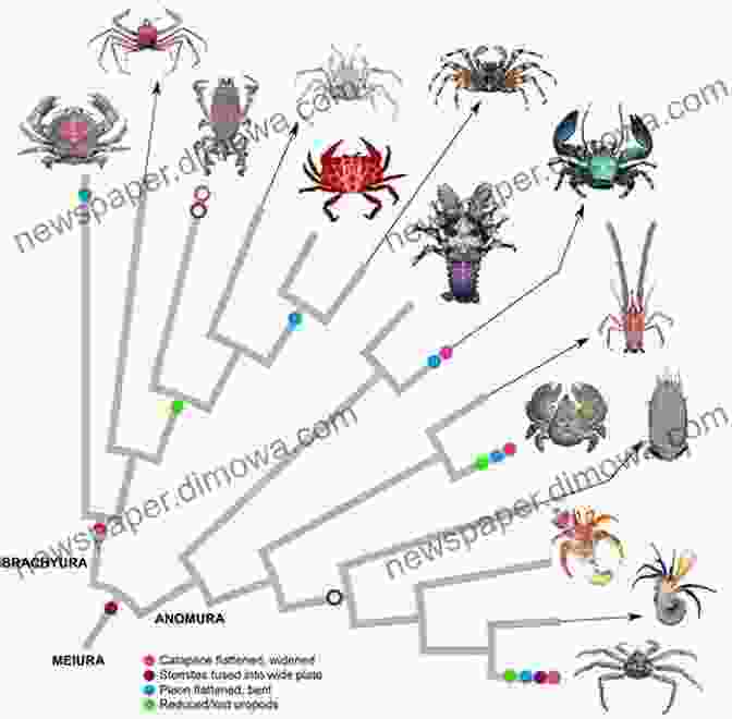 Diagram Showcasing The Diverse Families And Species Of Crabs In The Persian Gulf Atlas Of Crabs Of The Persian Gulf