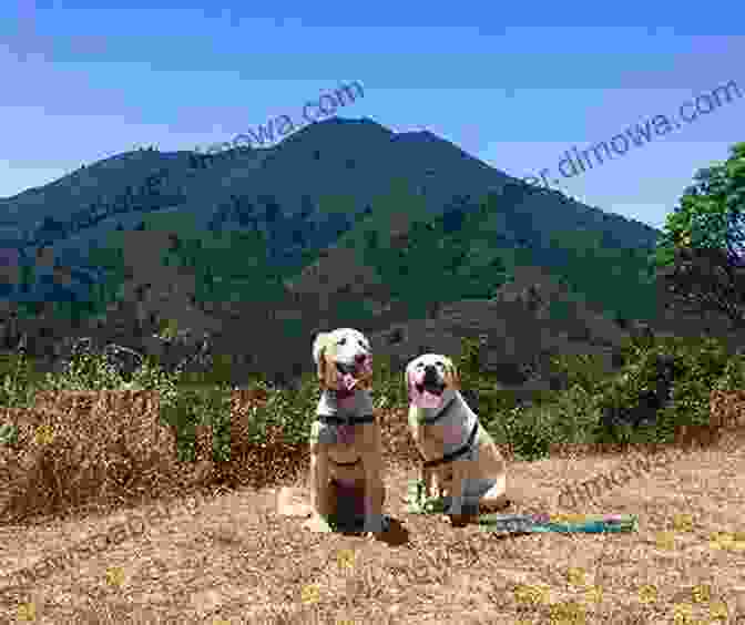 Dog Enjoying A Hike On Mount Tamalpais Best Hikes With Dogs San Francisco Bay Area And Beyond: 2nd Edition