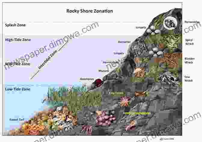 Illustration Depicting The Various Habitats Of Crabs In The Persian Gulf, Including Intertidal Zones, Seagrass Beds, And Coral Reefs Atlas Of Crabs Of The Persian Gulf