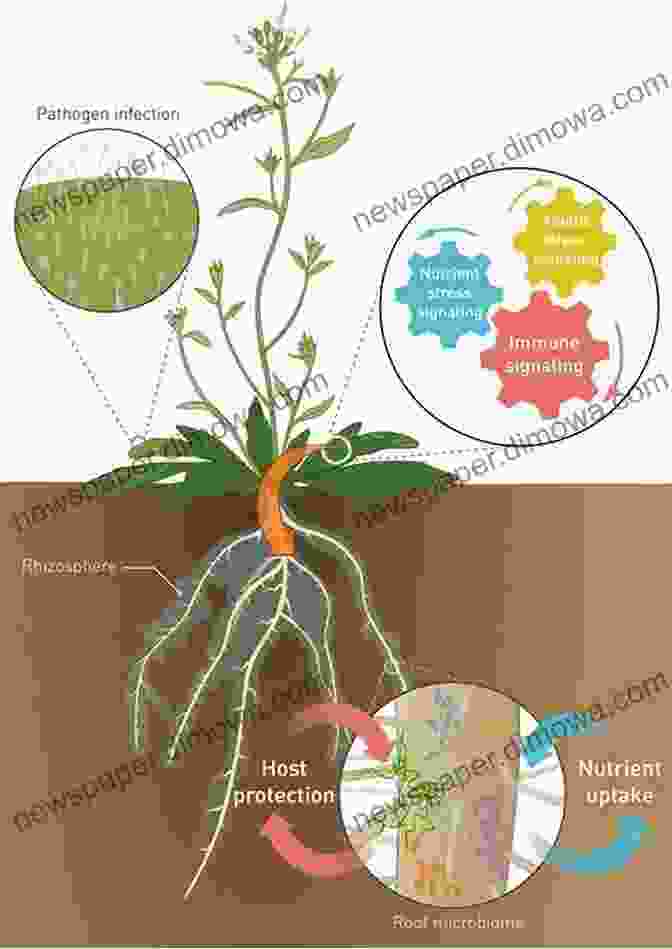 Nanoparticles Delivering Nutrients To Plant Roots Sustainable Agriculture Reviews 41: Nanotechnology For Plant Growth And Development